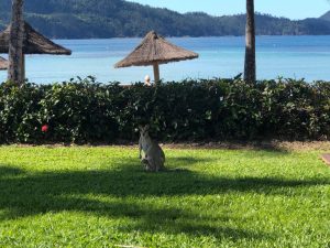 Kangaroo on grass overlooking beach