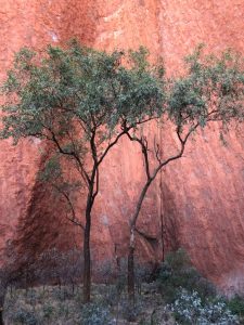 Trees against red rocks at Uluru